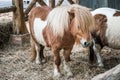 Brown miniature horse with long hair Royalty Free Stock Photo