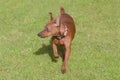 Brown miniature pinscher in the grass, front view.