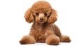 Brown miniature poodle dog isolated on white background Royalty Free Stock Photo