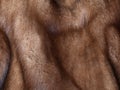 Brown mink fur texture background Royalty Free Stock Photo