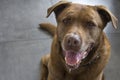 Brown mixed breed dog close up portrait Royalty Free Stock Photo