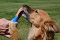 Dog licking peanut butter ice popsicle