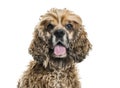 Brown Mixed-breed dog in portrait against white background Royalty Free Stock Photo