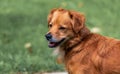 Brown mixed breed dog Royalty Free Stock Photo