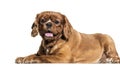 Brown mixedbreed dog lying isolated Royalty Free Stock Photo