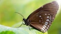 brown butterfly resting on a green leaf, this fragile lepidoptera has wide wings and long antennas Royalty Free Stock Photo