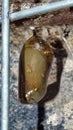 Brown monarch butterfly chrysalis