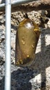 Monarch butterfly chrysalis