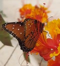 Brown Monarch Butterfly Eating Nectar Flower Blossoms