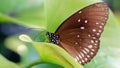 brown butterfly resting on a green leaf, this fragile lepidoptera has wide wings and long antennas Royalty Free Stock Photo