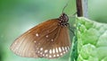 Brown monarch butterfly