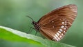 brown monarch butterfly on leaf, macro photo of this elegant and delicate Lepidoptera Royalty Free Stock Photo