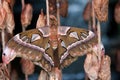 Brown Monarch Butterfly sits in the botanical garden Montreal Royalty Free Stock Photo