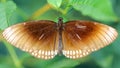 brown monarch butterfly resting on a leaf, wings wide open, a gracious and fragile lepidoptera insect famous for its migration 