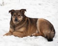 Brown mongrel dog lies in snow Royalty Free Stock Photo