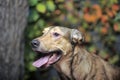 Brown mongrel dog Royalty Free Stock Photo