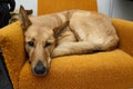Brown mongrel dog lying in the orange chair Royalty Free Stock Photo