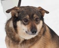 Brown mongrel dog in snow