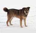 Brown mongrel dog standing in snow