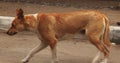 Brown mongrel resting near curbstone than run away limping tracking shot