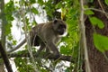 Brown monkey clinging on tree Royalty Free Stock Photo