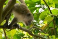 Brown monkey clinging on tree Royalty Free Stock Photo