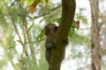 Brown monkey walking in a park Royalty Free Stock Photo