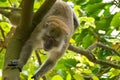 Brown monkey walking in a park Royalty Free Stock Photo