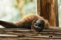 Brown monkey playing upside down in a reserve Royalty Free Stock Photo