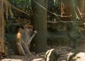 Brown monkey primate sitting in cage and eating Royalty Free Stock Photo