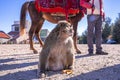 Brown monkey sitting beside banana peel on ground in sunlight Royalty Free Stock Photo