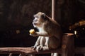 Brown monkey sitting and eating corn on black background Royalty Free Stock Photo