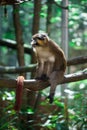 a brown monkey sitting on top of a tree branch next to leaves Royalty Free Stock Photo