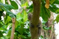 Brown monkey walking in a park Royalty Free Stock Photo