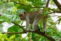 Brown monkey walking in a park Royalty Free Stock Photo