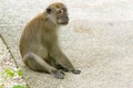 Brown monkey walking and playing in a park Royalty Free Stock Photo