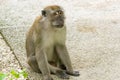 Brown monkey walking and playing in a park Royalty Free Stock Photo