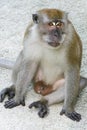 Brown monkey walking and playing in a park Royalty Free Stock Photo