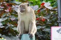 Brown monkey walking and playing in a park Royalty Free Stock Photo