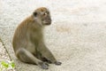 Brown monkey walking and playing in a park Royalty Free Stock Photo