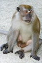 Brown monkey walking and playing in a park Royalty Free Stock Photo