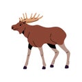 Brown moose bull with large antler walking. American elk, deer stag with horns. Woodland animal. Wildlife of Alaska or