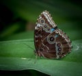 Brown Morpho Butterfly-Morpho Menclaus