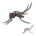 Brown mosquito vector illustration sketch doodle hand drawn with Royalty Free Stock Photo