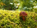 Brown mossiness mushroom