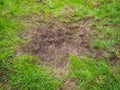 Brown mossy patch in green grass Royalty Free Stock Photo