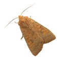 Brown moth