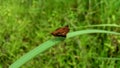 Brown moth bridging over a cogon leaf