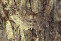 Brown moth camouflaged on tree bark