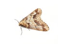 Brown moth Erannis defoliaria on white